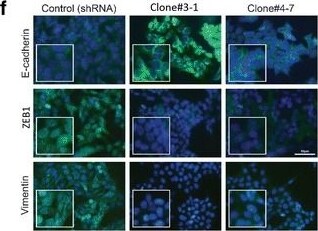 Vimentin Antibody (V9) - BSA Free