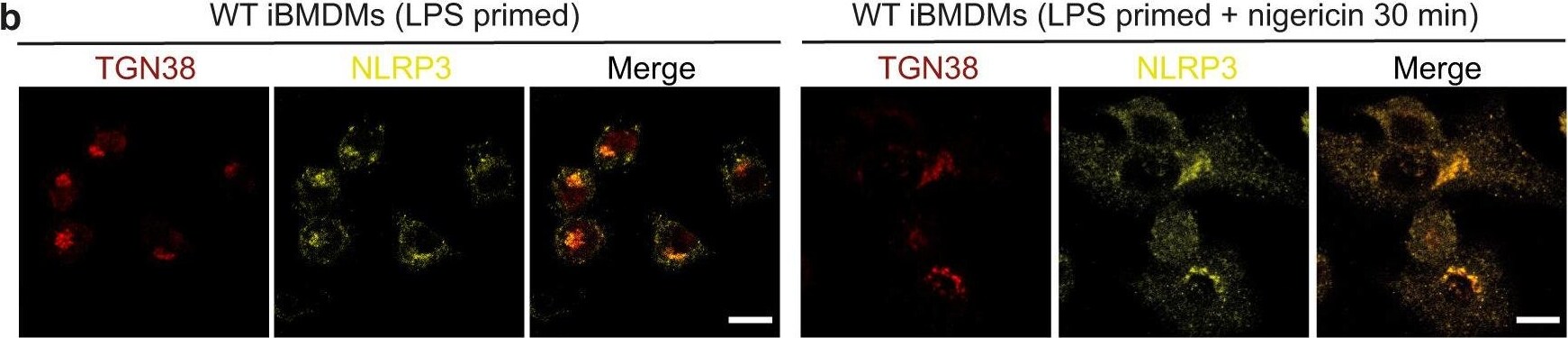 TGN38 Antibody - Azide and BSA Free