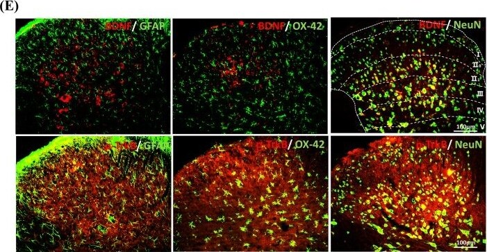 TrkB [p Tyr816] Antibody - Azide and BSA Free