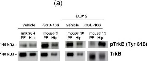 TrkB [p Tyr816] Antibody - Azide and BSA Free