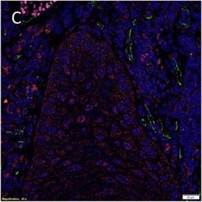 Nanog Antibody (5A10) - BSA Free