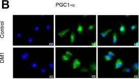 PGC1 alpha Antibody - BSA Free