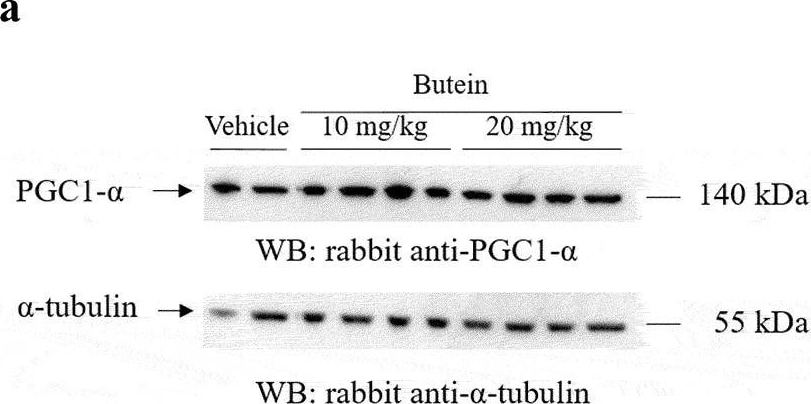 PGC1 alpha Antibody - BSA Free
