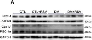 PGC1 alpha Antibody - BSA Free