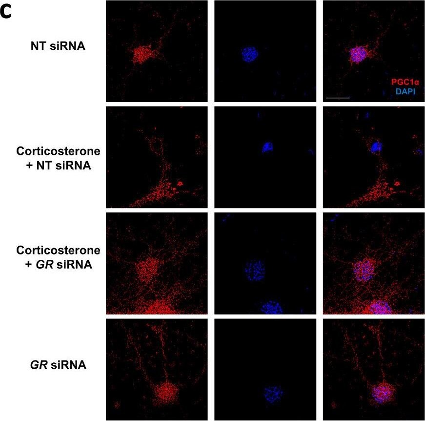 PGC1 alpha Antibody - BSA Free