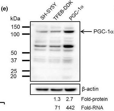 PGC1 alpha Antibody - BSA Free