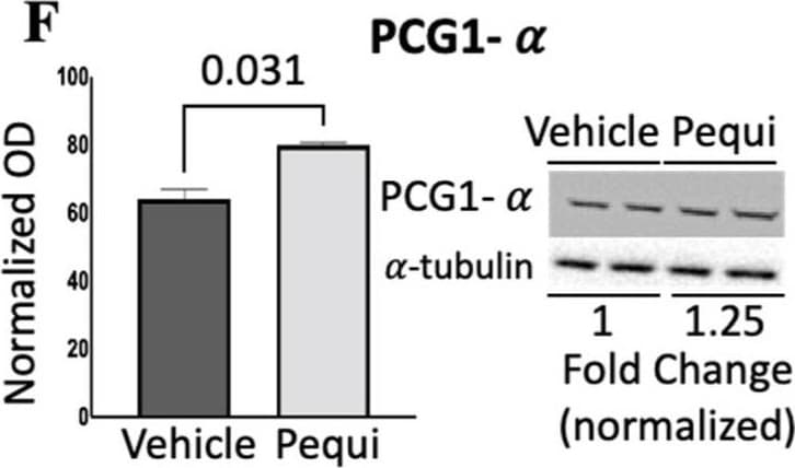 PGC1 alpha Antibody - BSA Free