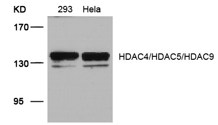 HDAC4+5+9 Antibody