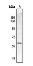 Smad2 [p Thr220] Antibody