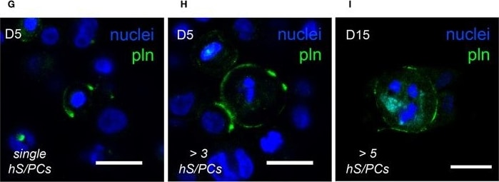Endorepellin/Perlecan/Heparan Sulfate Proteoglycan Antibody (A76) - BSA Free