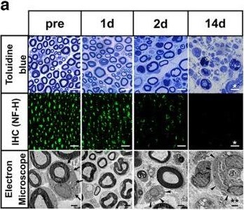NF-H Antibody (9B12) - BSA Free