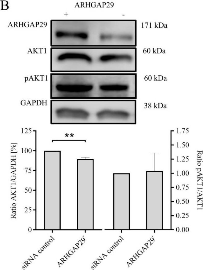 PARG1 Antibody - BSA Free