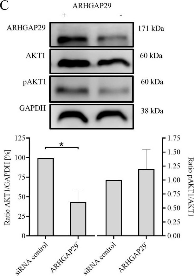 PARG1 Antibody - BSA Free