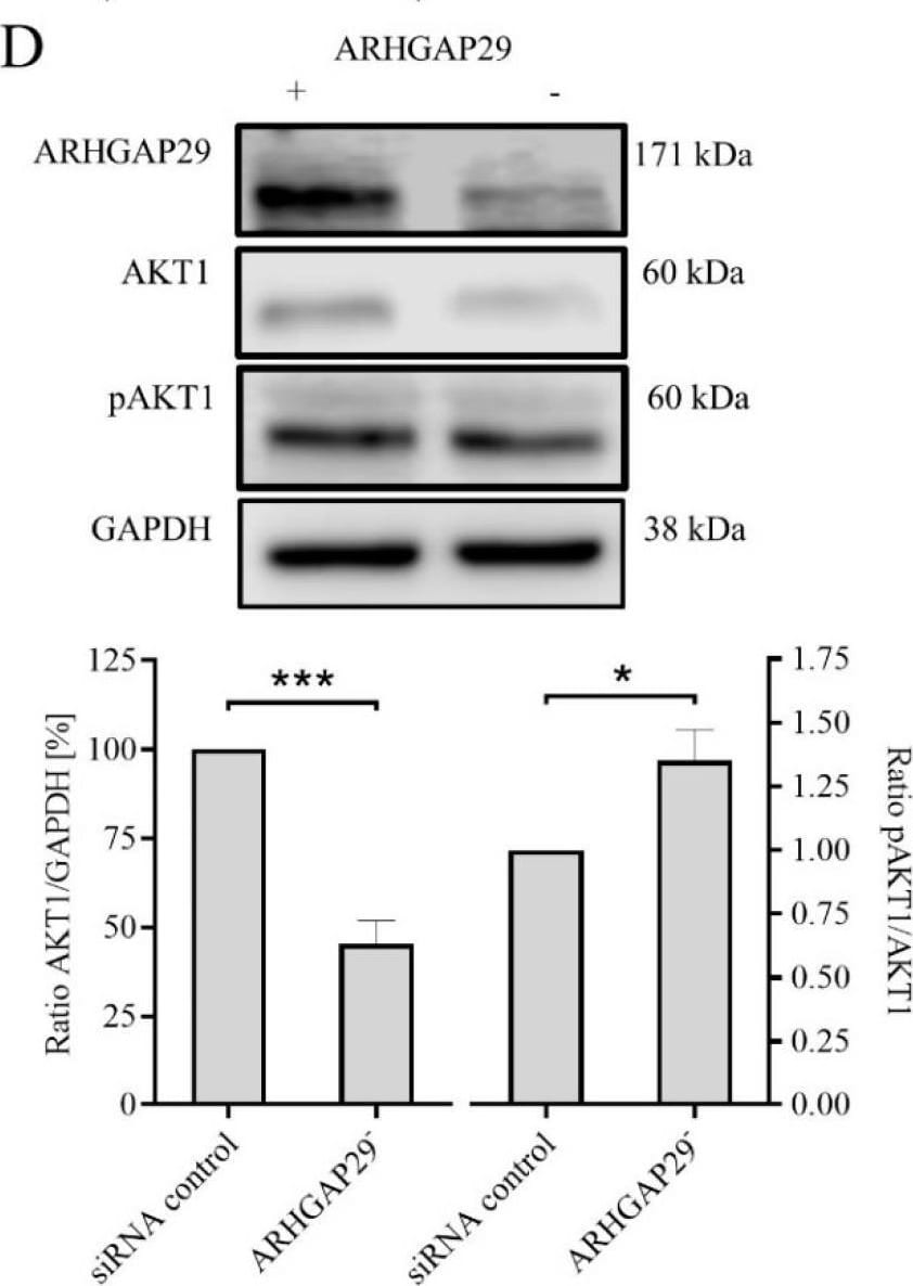 PARG1 Antibody - BSA Free