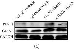 GRP78/HSPA5 Antibody - BSA Free