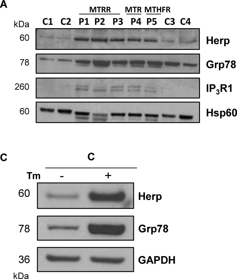 GRP78/HSPA5 Antibody - BSA Free