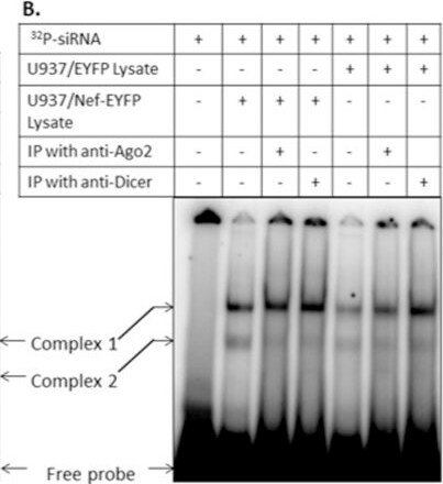 Dicer Antibody