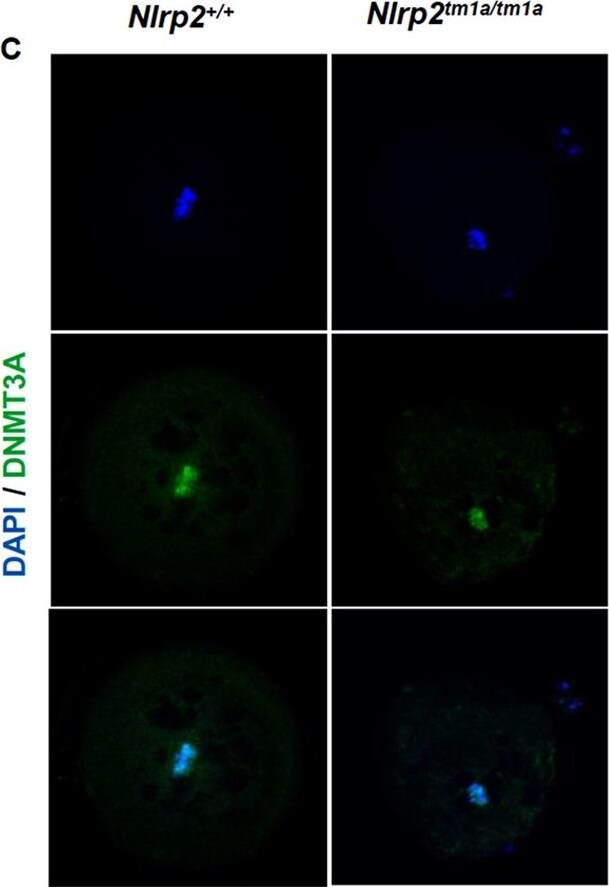 DNMT3A Antibody (64B1446) - BSA Free