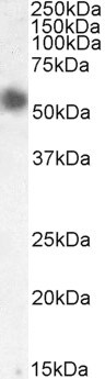 Desmin Antibody
