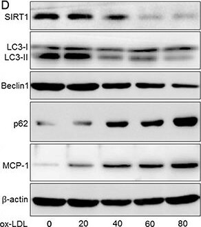 CCL2/MCP1 Antibody - BSA Free