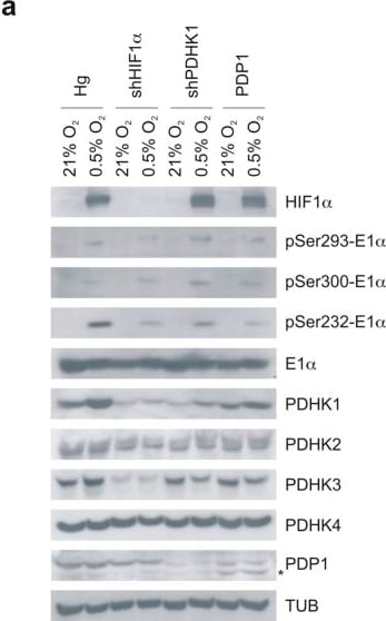 PDK4 Antibody - BSA Free