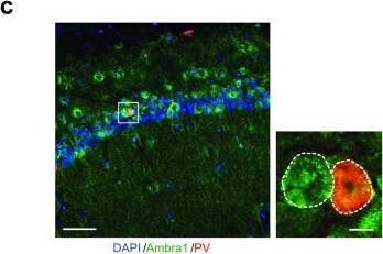 AMBRA1 Antibody - BSA Free