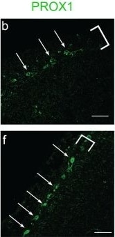 Prox1 Antibody