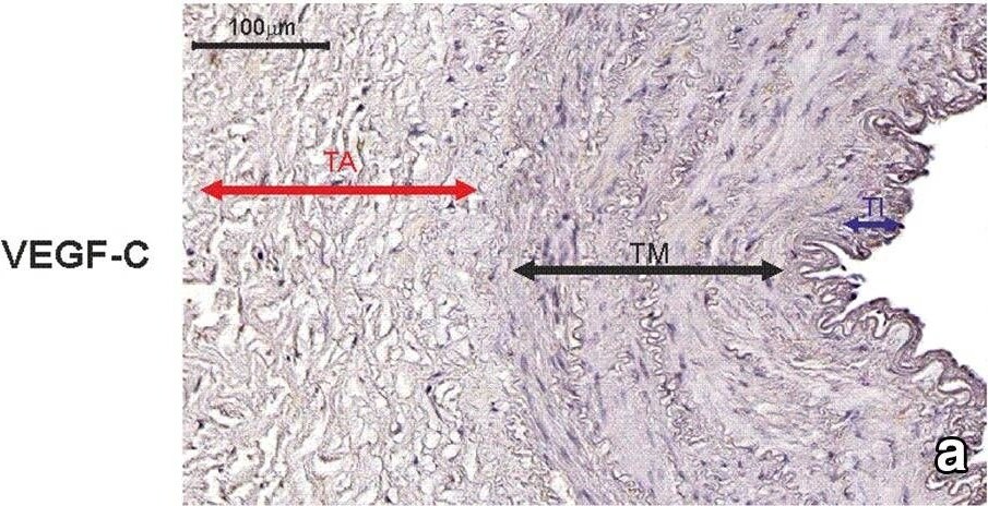 VEGF-C Antibody (107/F10) - Azide and BSA Free
