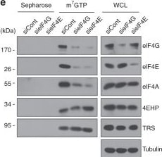 EIF3A Antibody