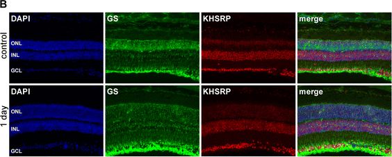KHSRP Antibody