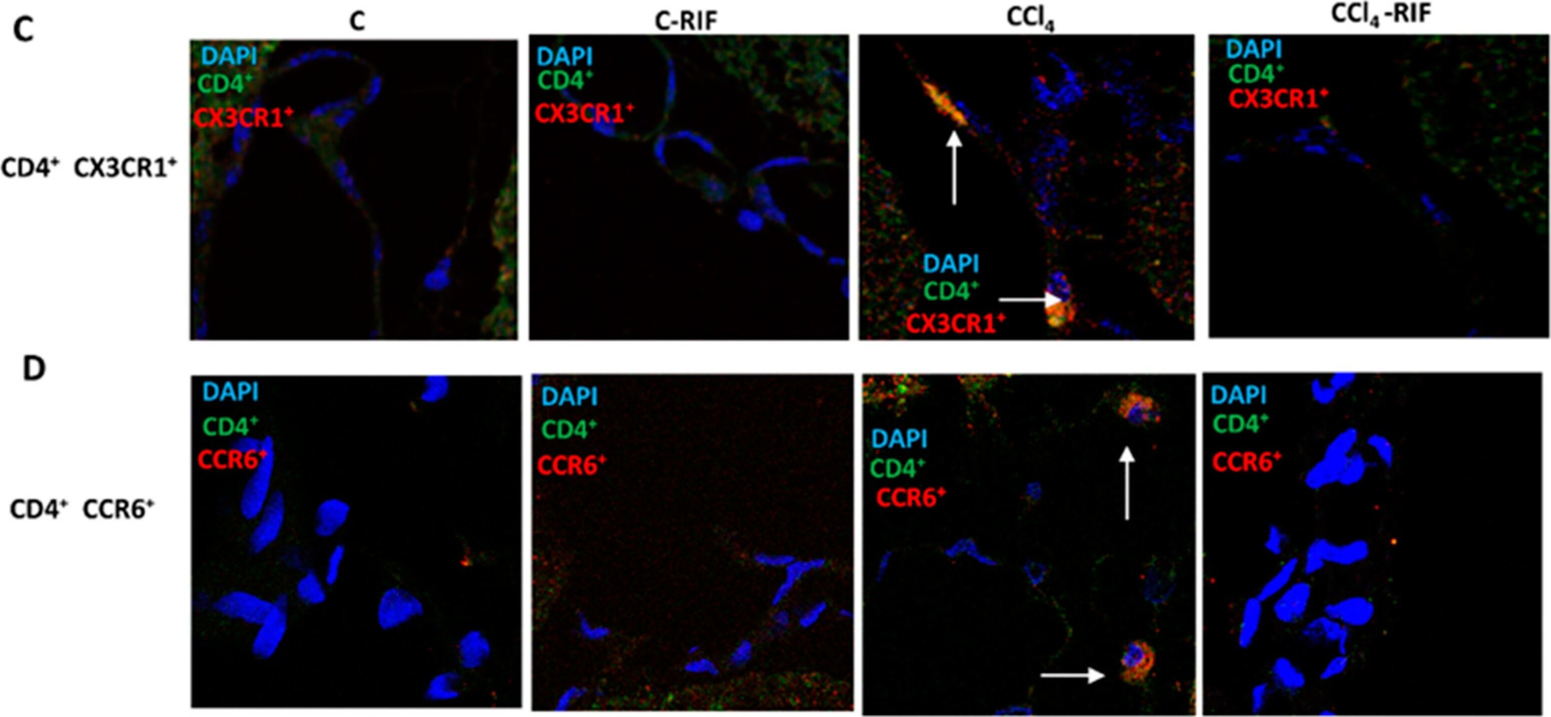 CD4 Antibody - BSA Free