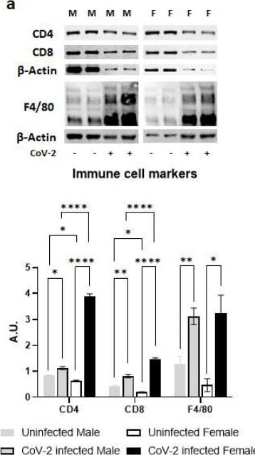 CD4 Antibody - BSA Free