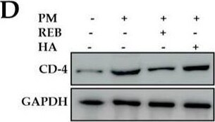 CD4 Antibody - BSA Free