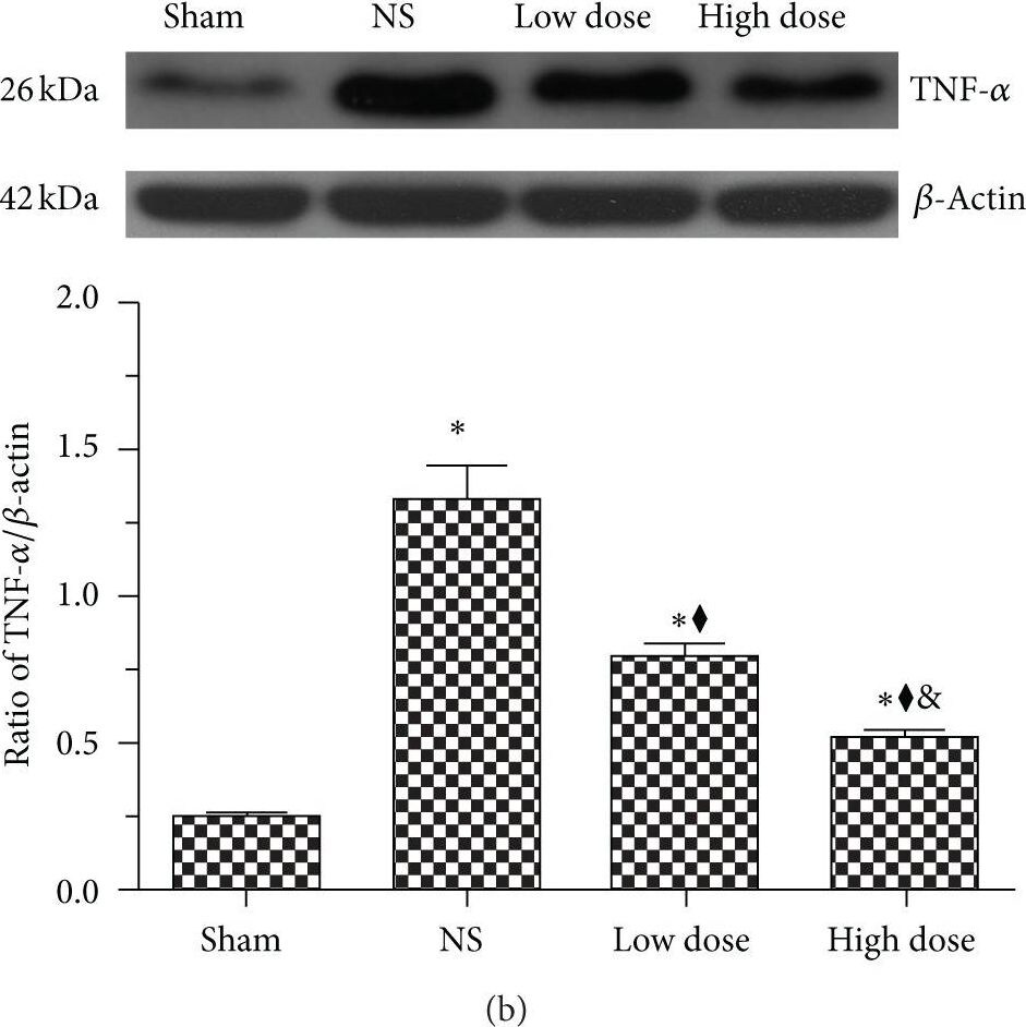 TNF-alpha Antibody - BSA Free