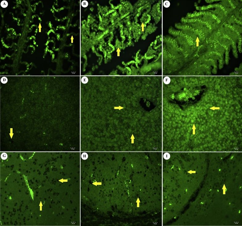 TNF-alpha Antibody - BSA Free