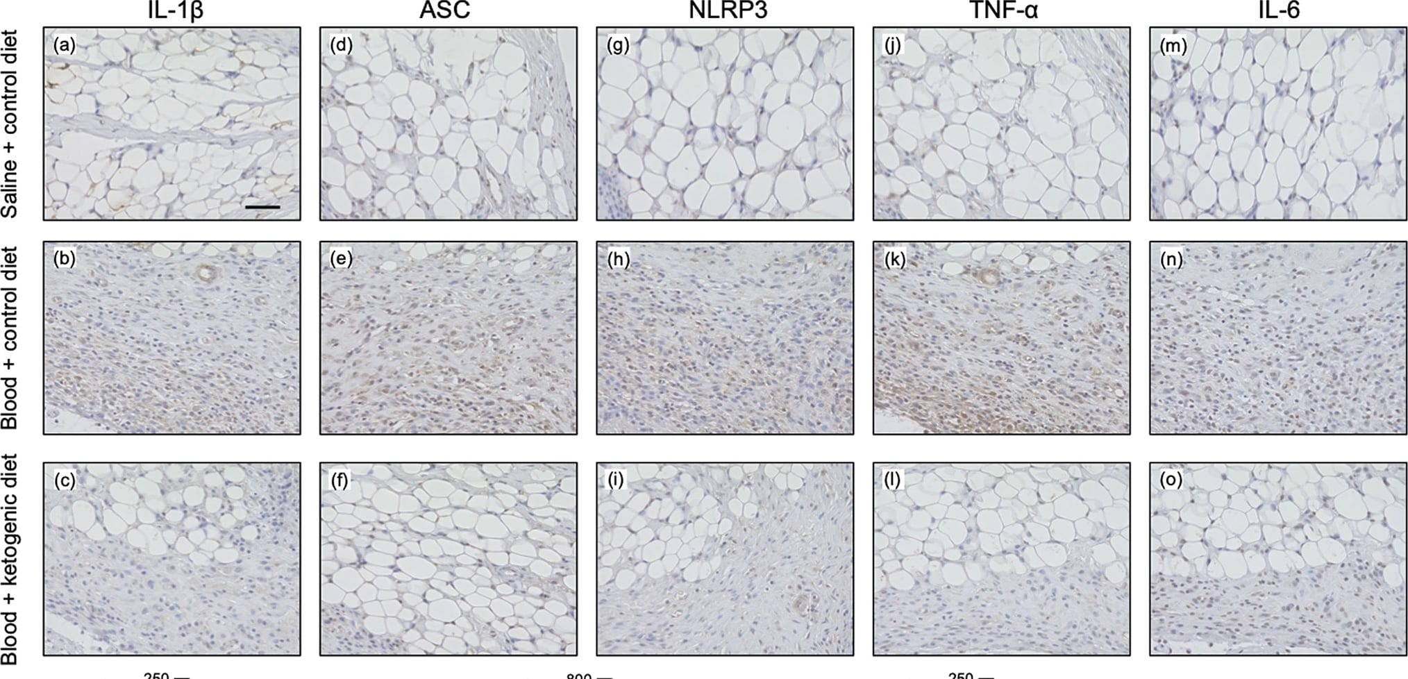 TNF-alpha Antibody - BSA Free