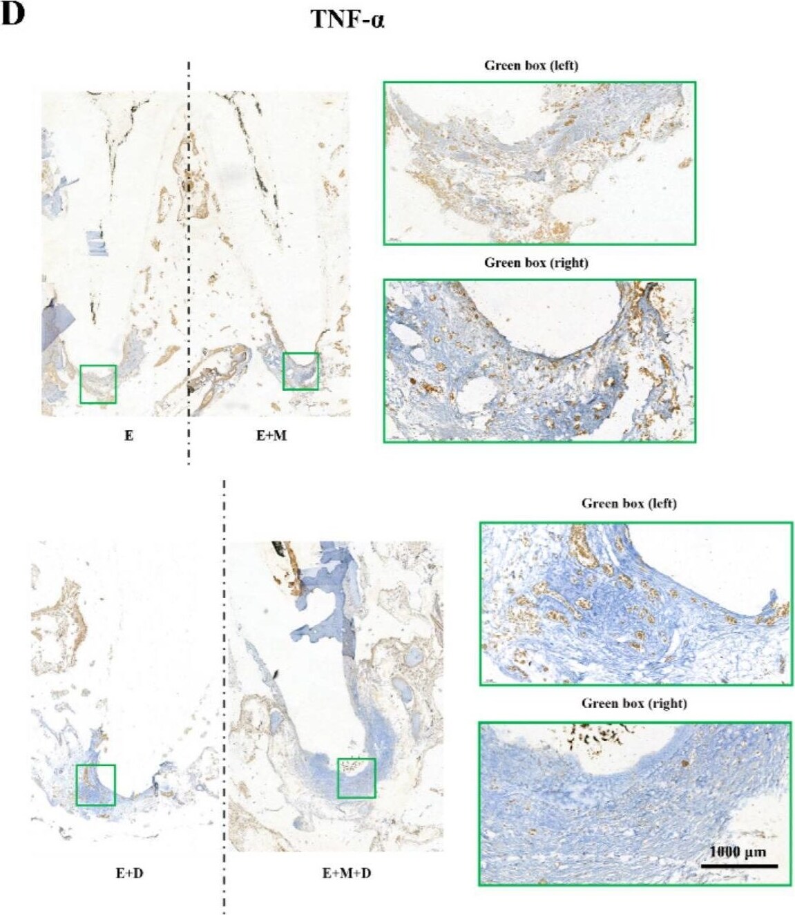 TNF-alpha Antibody - BSA Free