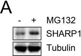 DEC2/SHARP1 Antibody - BSA Free