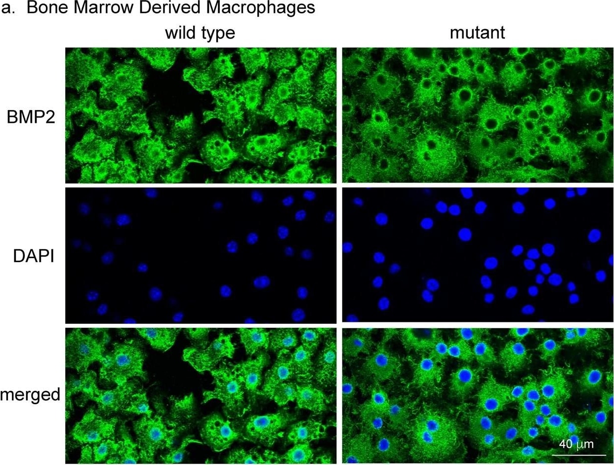 BMP-2 Antibody - BSA Free
