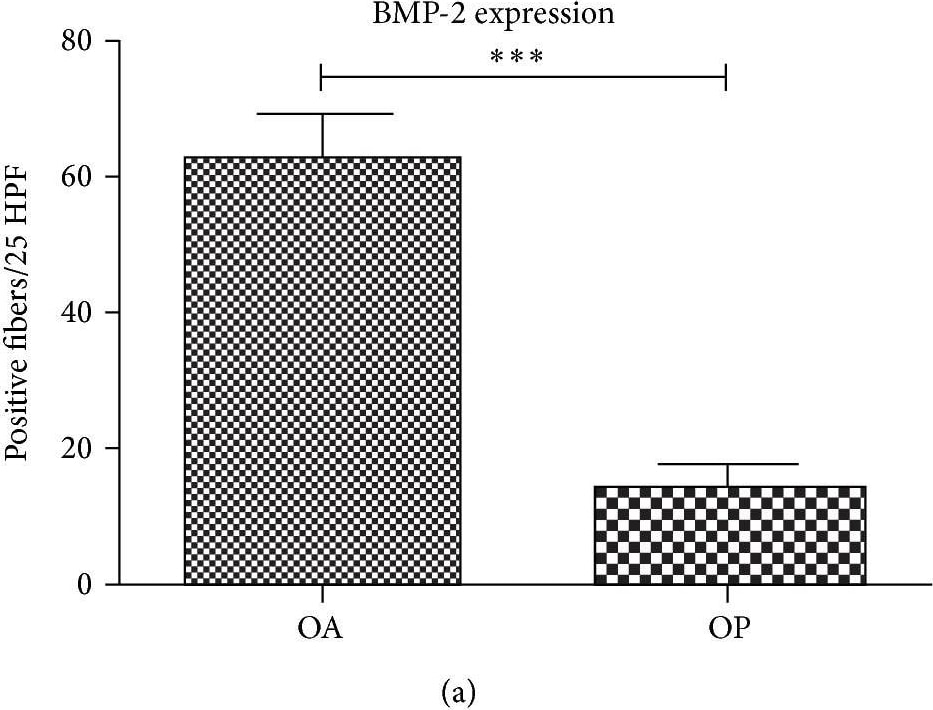 BMP-2 Antibody - BSA Free