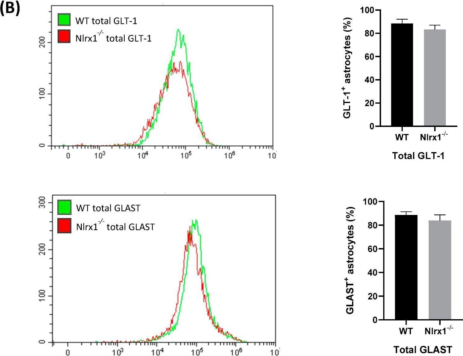 EAAT2/GLT1 Antibody