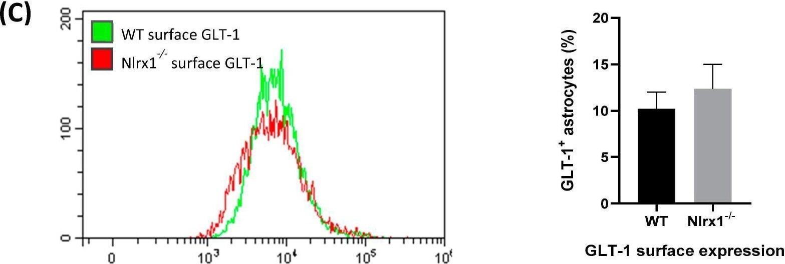 EAAT2/GLT1 Antibody