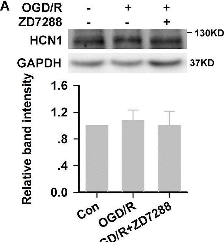 HCN1 Antibody
