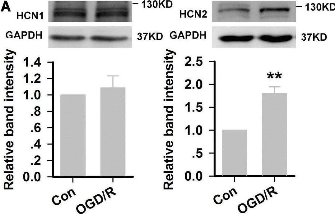 HCN1 Antibody
