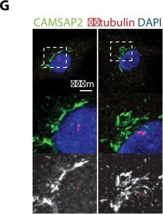 CAMSAP1L1 Antibody