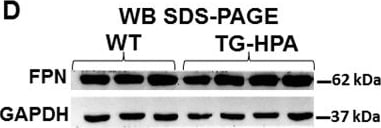 Ferroportin/SLC40A1 Antibody - BSA Free