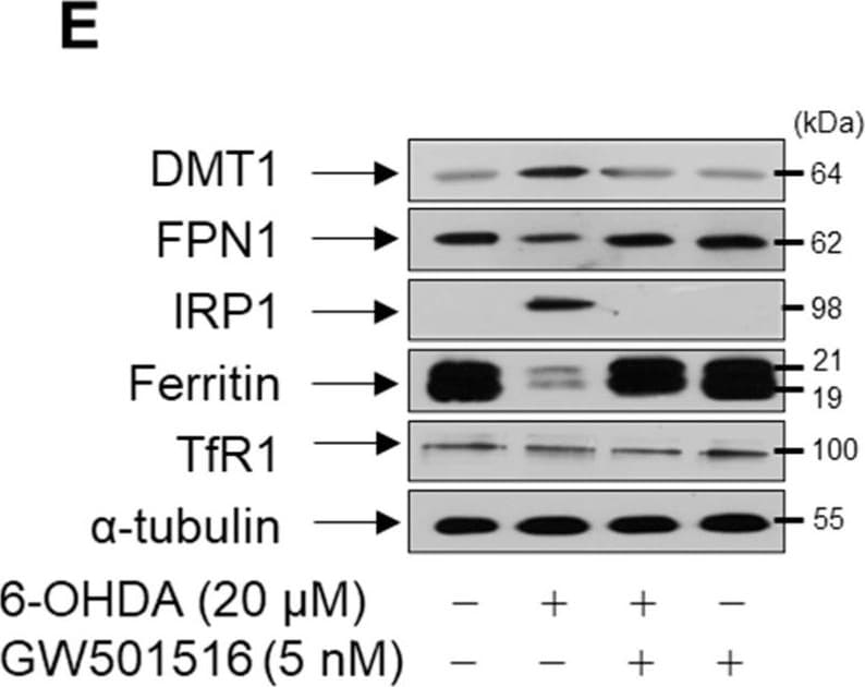 Ferroportin/SLC40A1 Antibody - BSA Free