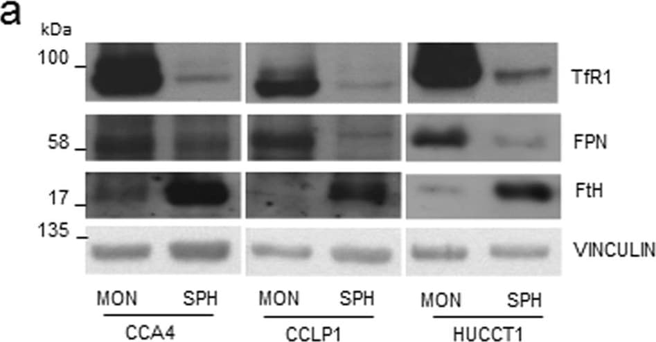 Ferroportin/SLC40A1 Antibody - BSA Free
