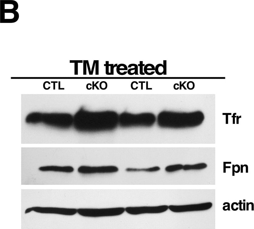 Ferroportin/SLC40A1 Antibody - BSA Free