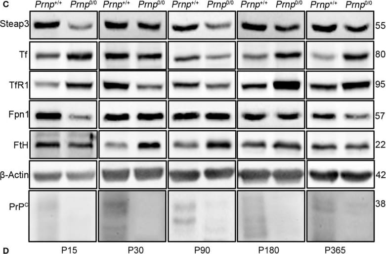 Ferroportin/SLC40A1 Antibody - BSA Free